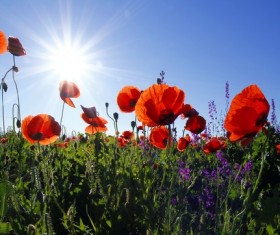Bright poppy flowers Stock Photo