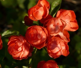 Budding roses HD picture