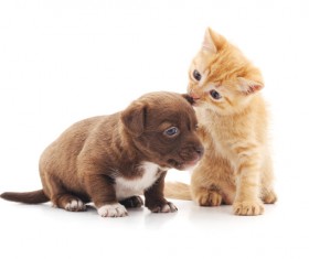 Bully the puppys cat HD picture