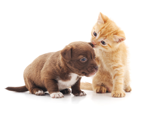 Bully the puppys cat HD picture