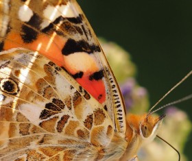 Butterfly macro photography HD picture