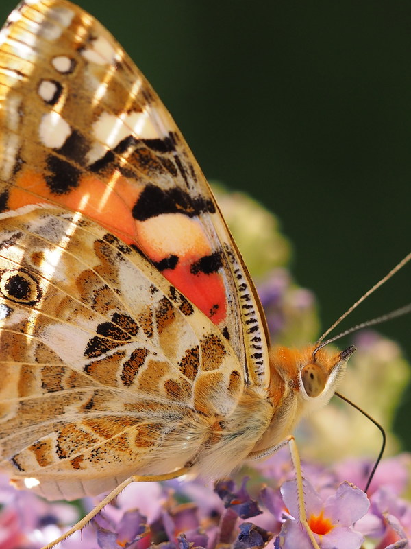 Butterfly macro photography HD picture