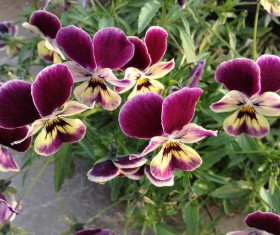 Butterfly plum Stock Photo