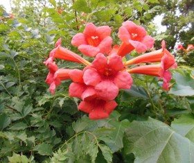 Campbell flower Stock Photo