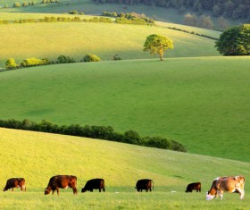 Cattle grazing in the meadow Stock Photo