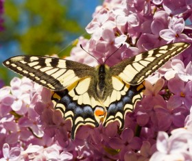 Color Swallowtail Butterfly HD picture