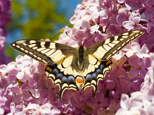 Color Swallowtail Butterfly HD picture