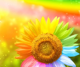 Color sunflower Stock Photo