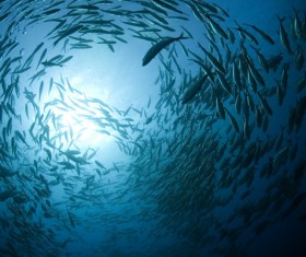 Cruising fish Stock Photo