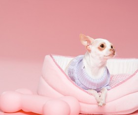 Cute Chihuahua Stock Photo