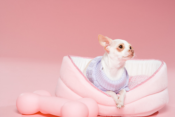 Cute Chihuahua Stock Photo
