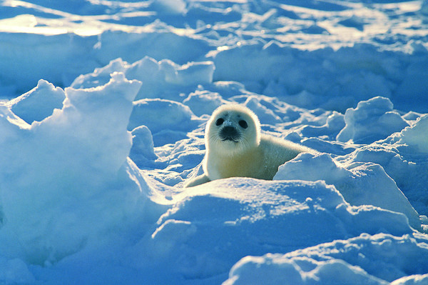 Cute little seals in the snow Stock Photo