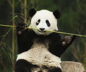 Cute panda Stock Photo