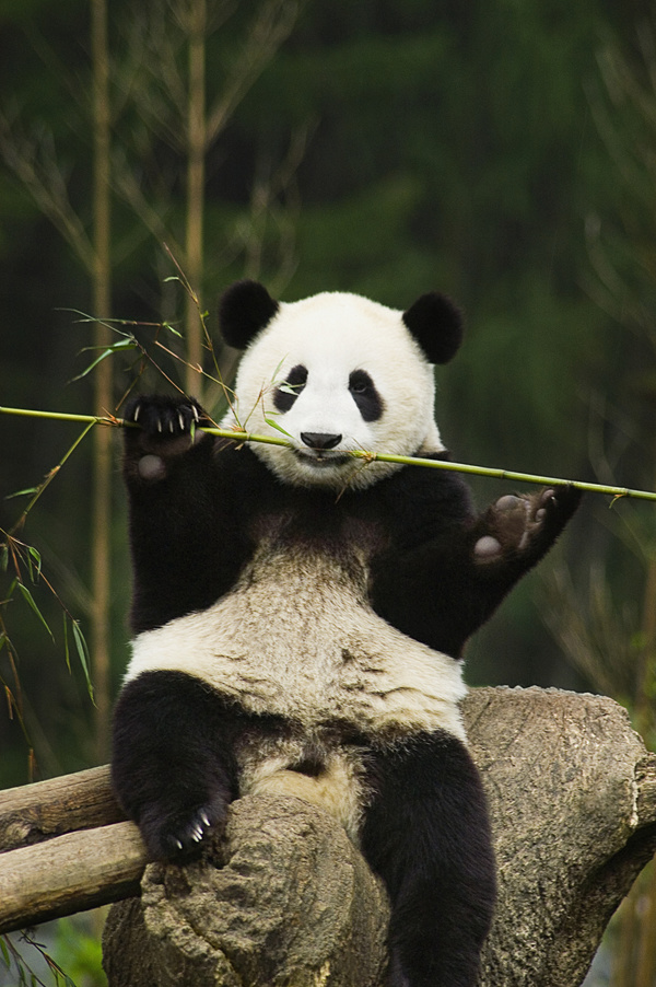 Cute panda Stock Photo
