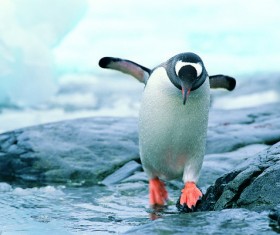 Cute penguin Stock Photo