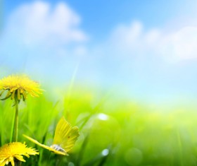 Dancing butterflies with yellow dandelion flowers HD picture