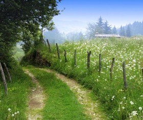 Dandelion and Country Road Stock Photo