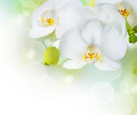 Delicate white flowers Stock Photo