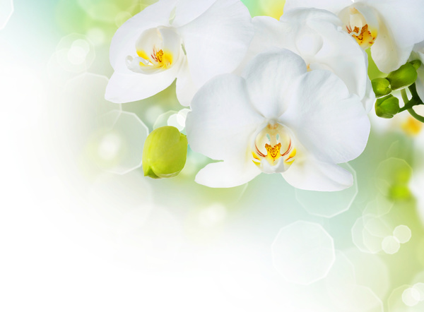 Delicate white flowers Stock Photo