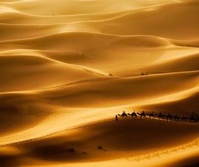Desolate desert and camel on Stock Photo