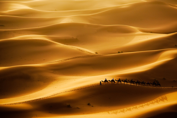 Desolate desert and camel on Stock Photo