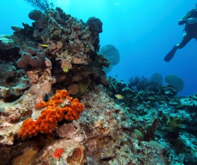 Diver underwater sightseeing Stock Photo