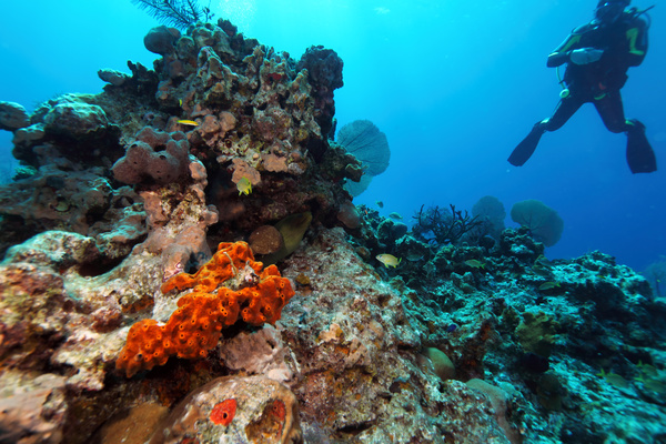 Diver underwater sightseeing Stock Photo