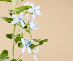Duck flower Stock Photo