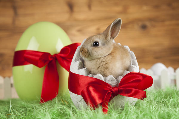Easter Bunny Stock Photo 01