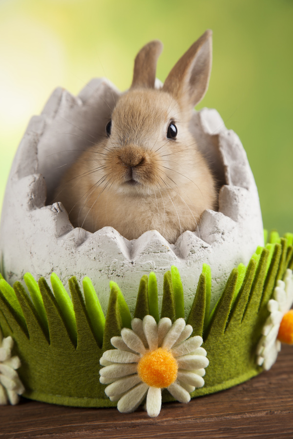 Easter Bunny Stock Photo 02