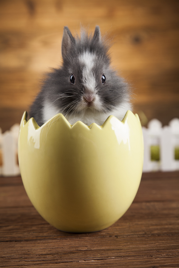 Easter Bunny Stock Photo 06