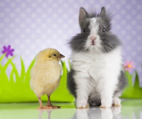 Easter Bunny with Chicken Stock Photo 01
