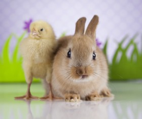 Easter Bunny with Chicken Stock Photo 02