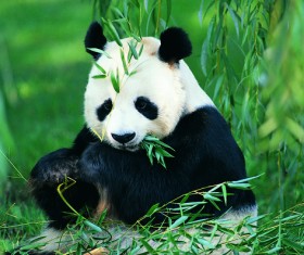 Eat bamboo panda HD picture