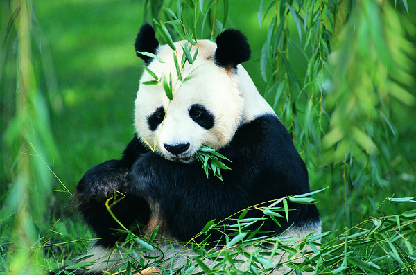 Eat bamboo panda HD picture