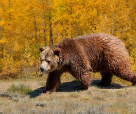 Fall jungle Grizzlies Stock Photo