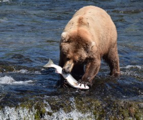 Fishing bear Stock Photo 01