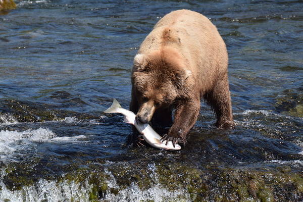 Fishing bear Stock Photo 01