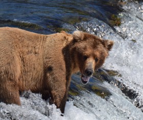 Fishing bear Stock Photo 02