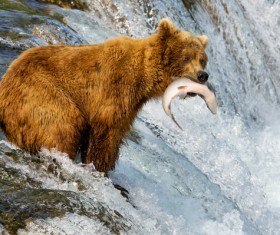 Fishing bear Stock Photo 03