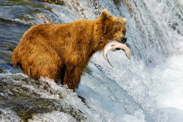 Fishing bear Stock Photo 03