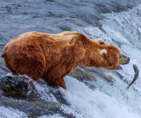 Fishing bear Stock Photo 04