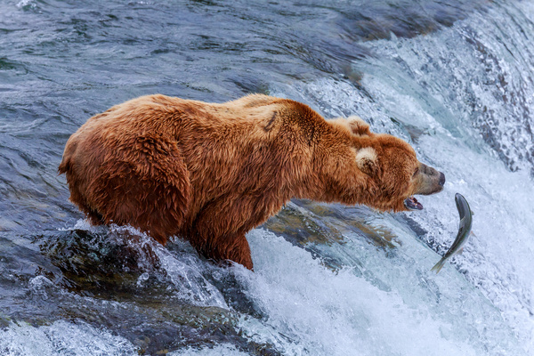 Fishing bear Stock Photo 04