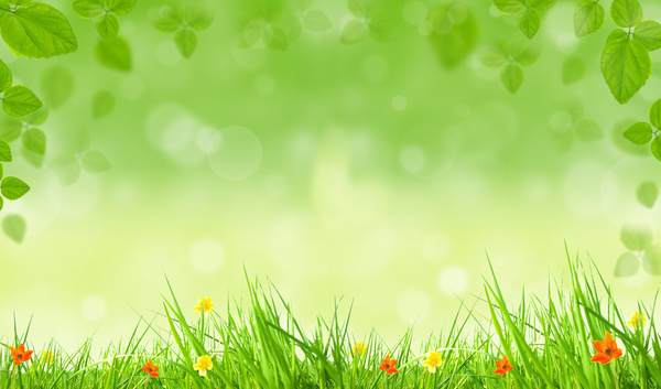 Flowers green leaves spring background HD picture free download