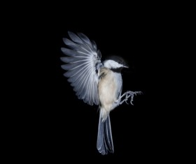 Flying birds Stock Photo