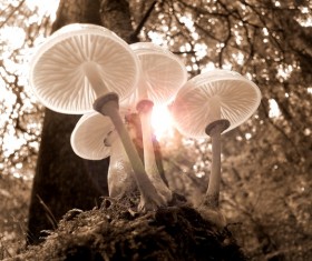 Forest mushrooms HD picture