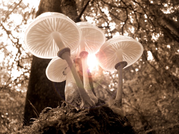 Forest mushrooms HD picture