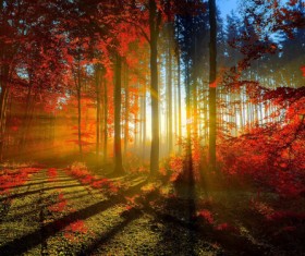 Forest sunset night photography HD picture