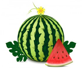Fresh juicy watermelon with ripe vector material 04