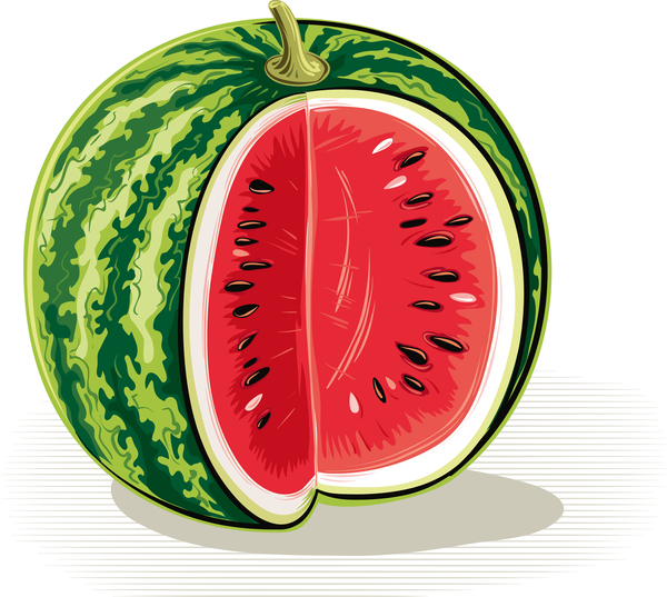 Fresh juicy watermelon with ripe vector material 08